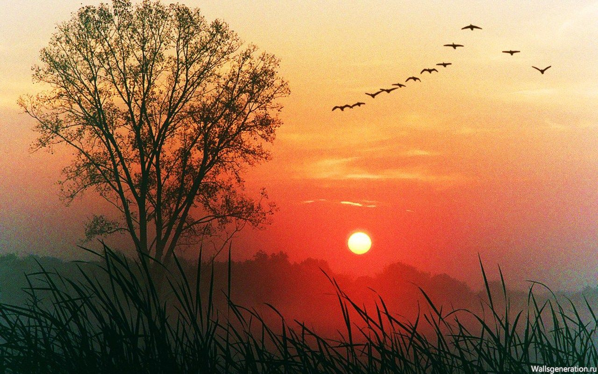 Приходит день уходит день один. Птицы на Восходе солнца. Чудесный закат. Рассвет солнца.