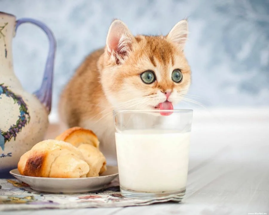 Можно ли молоко утром. Кошка пьет молоко. котенок пьет молоко. молоко для котят. котенок кушает.