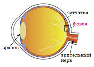 Рис. 1