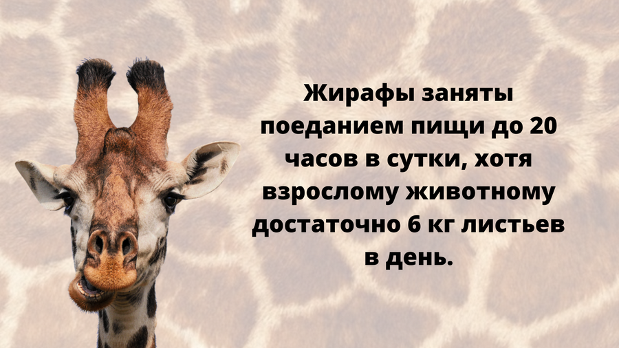 Чем увлекаются жирафы