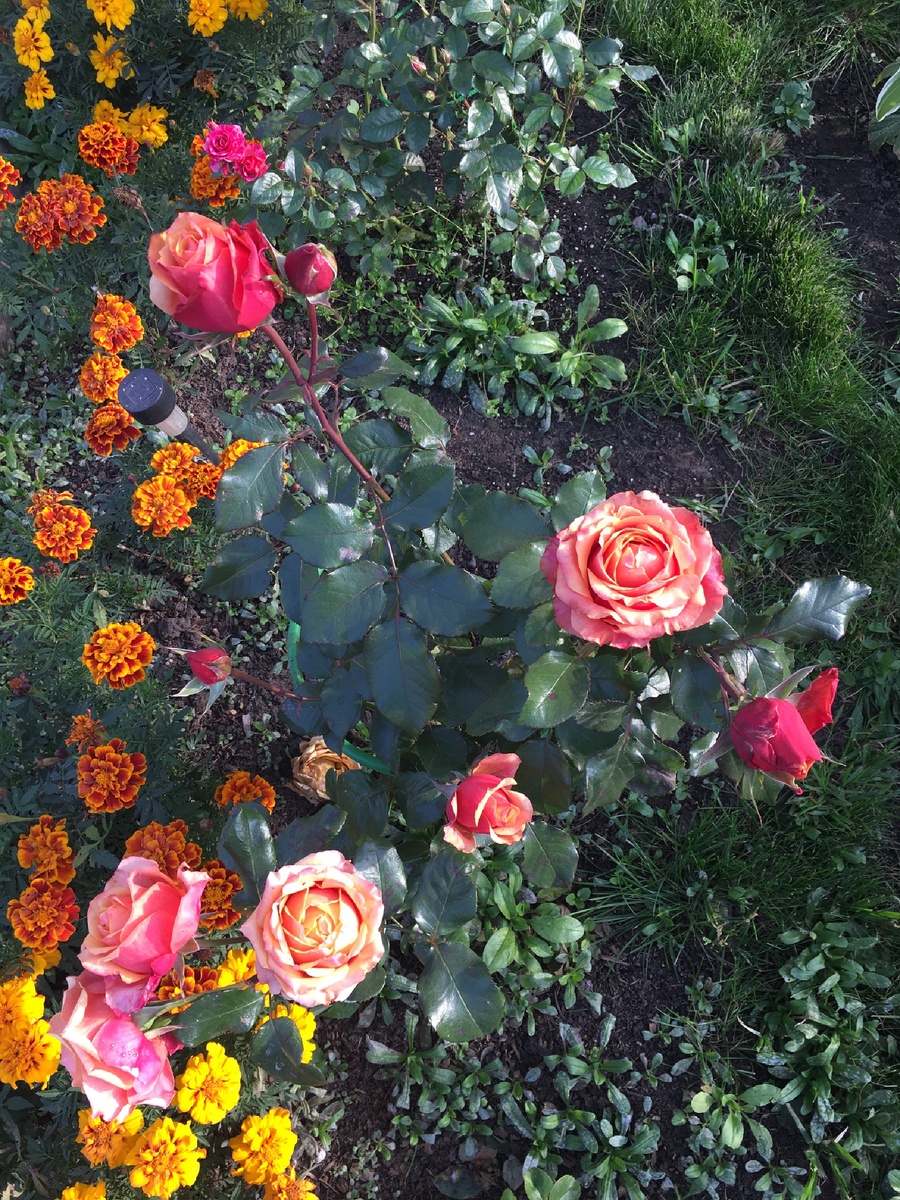 Прогулка - вместо конфет от стресса...