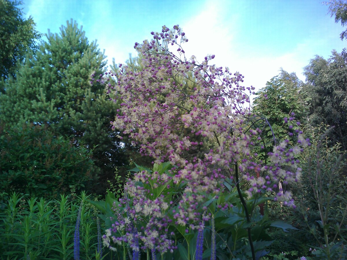 Не так-то просто получить его качественное фото)