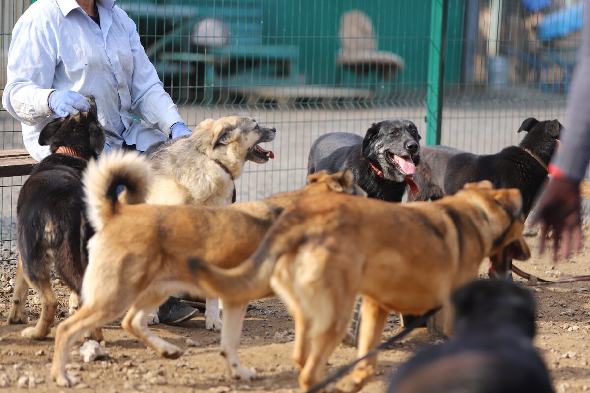 Приют Солнцево. 