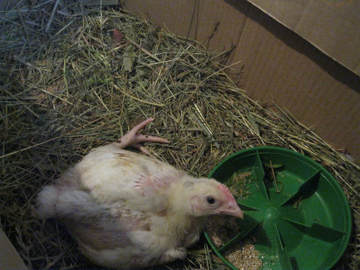 Наш пациент в стационаре. Цыпленок бройлер.