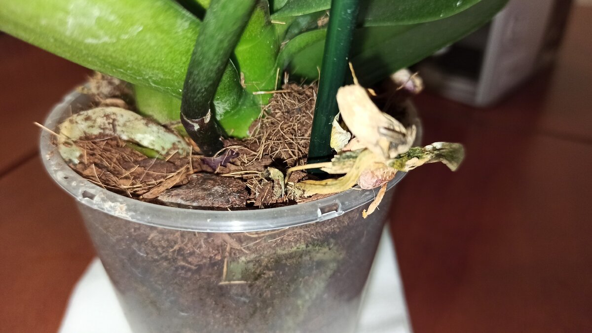 Орхидея Фаленопсис Мультифлора