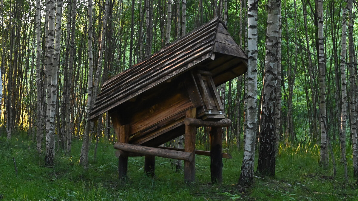 Колода из Осины для пчёл