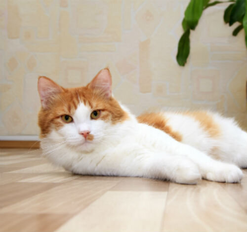 Потеря аппетита