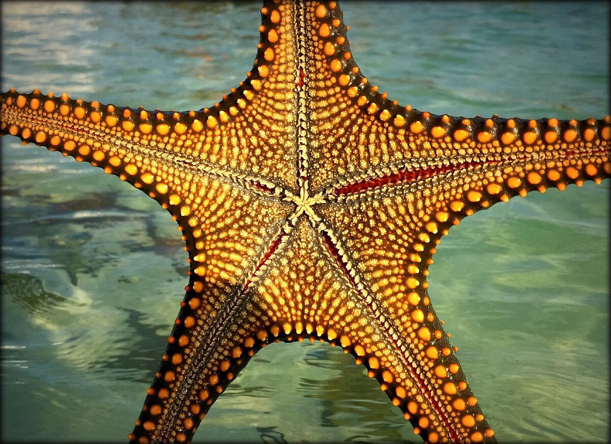 Занзибар морские звезды