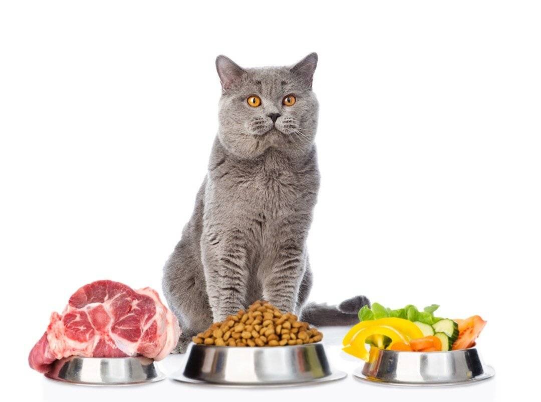 как отучить кота от корма и приучить к нормальной еде