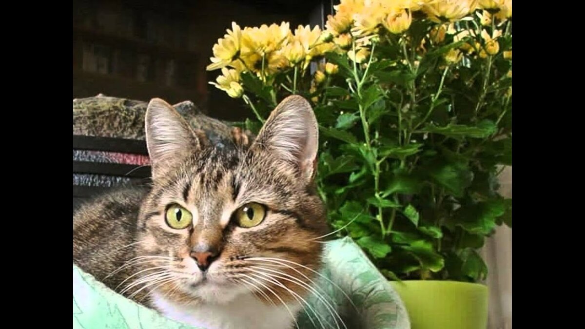 30 лет 30 кошек. 30 Кошек. Фотопечать кот.