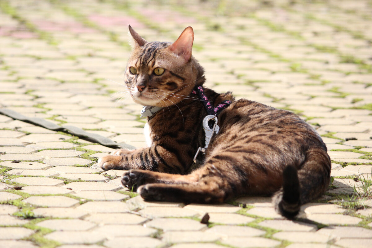 Фото автора | Марс отдыхает