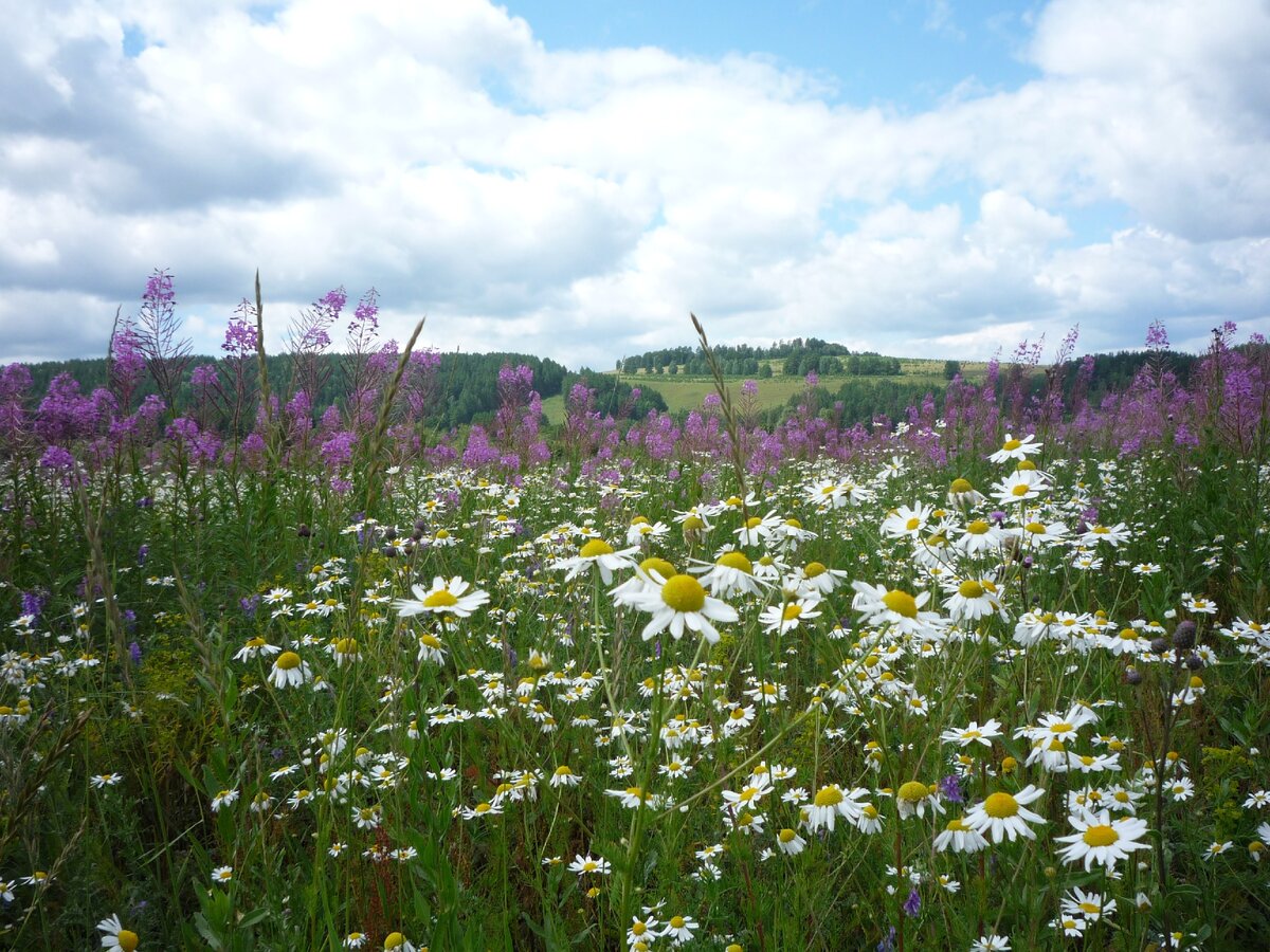 поля Кипрея рядом с нашей Кагой