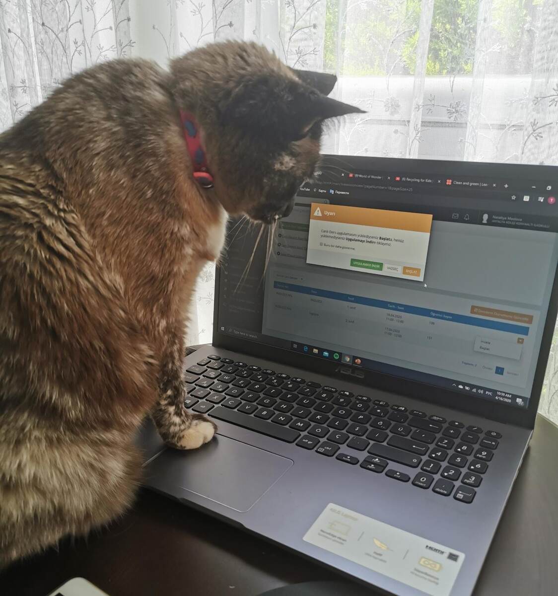 Онлайн пары без котов не пары