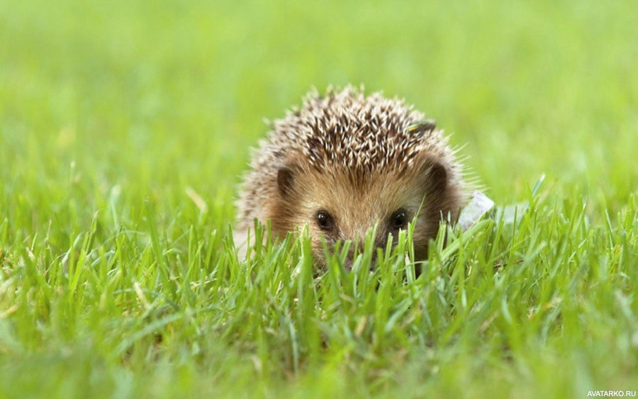 Просто картинка .