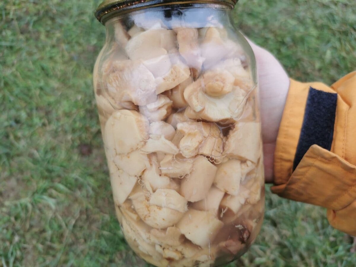Маринованный белый гриб/Фото:Сделано автором канала.
