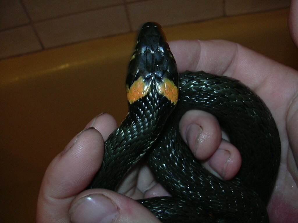 Красавец. Все фото от автора и дома. Уж, какое приключение.