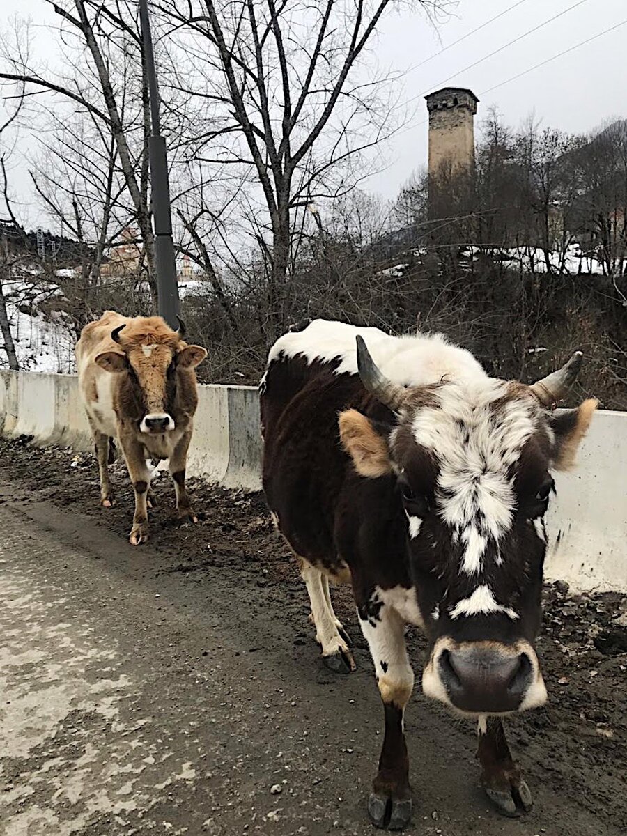 Сванские пушисики