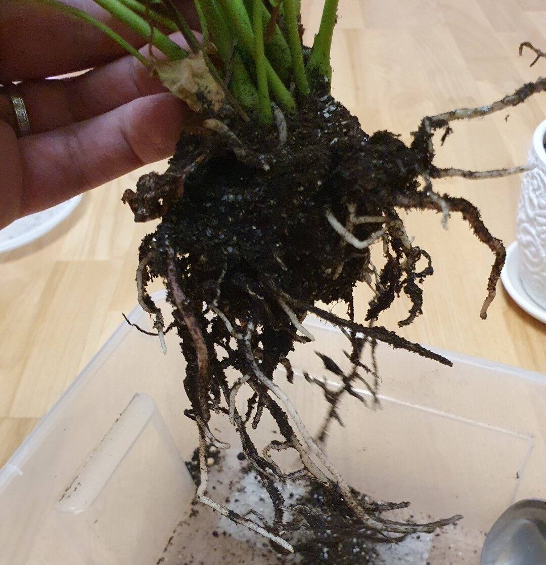 Корни в хорошем состоянии