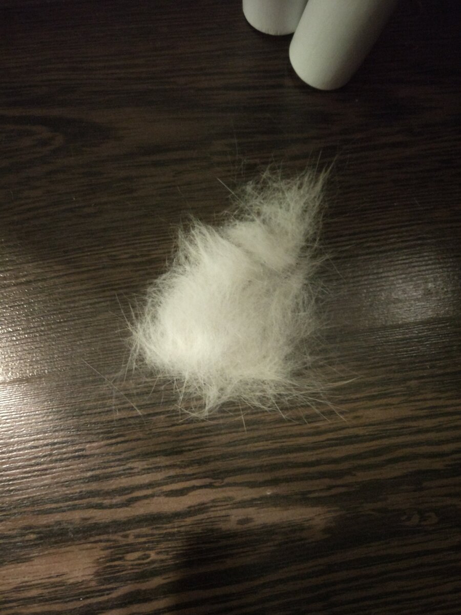 Вот она, проблема всех кошатников.