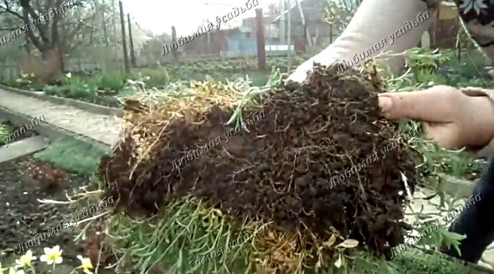 Корни  у ясколки залегают на глубину 5-8 см.