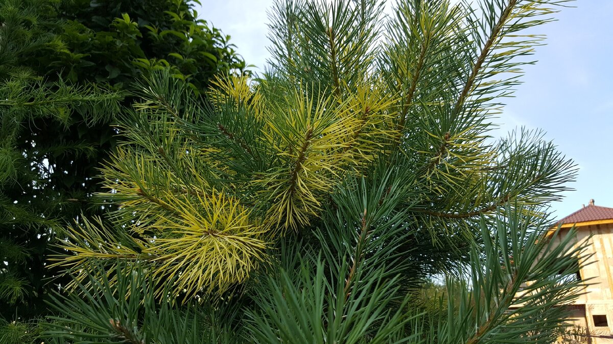 Сосна необыкновенная! Фото Елены Мумриной