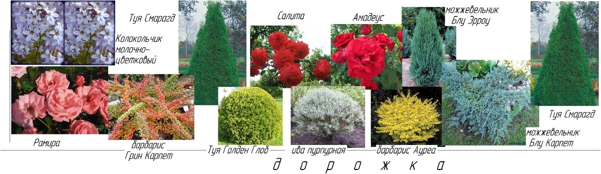 Микс вдоль западного забора