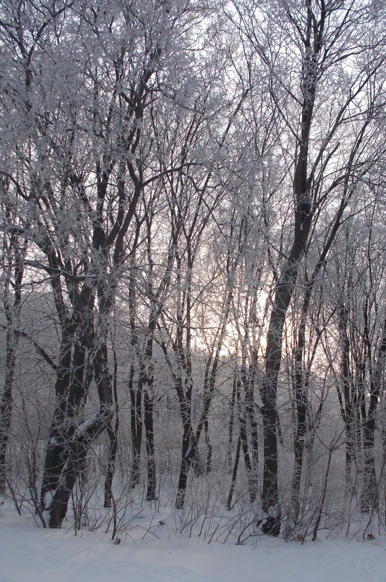 Январское утро