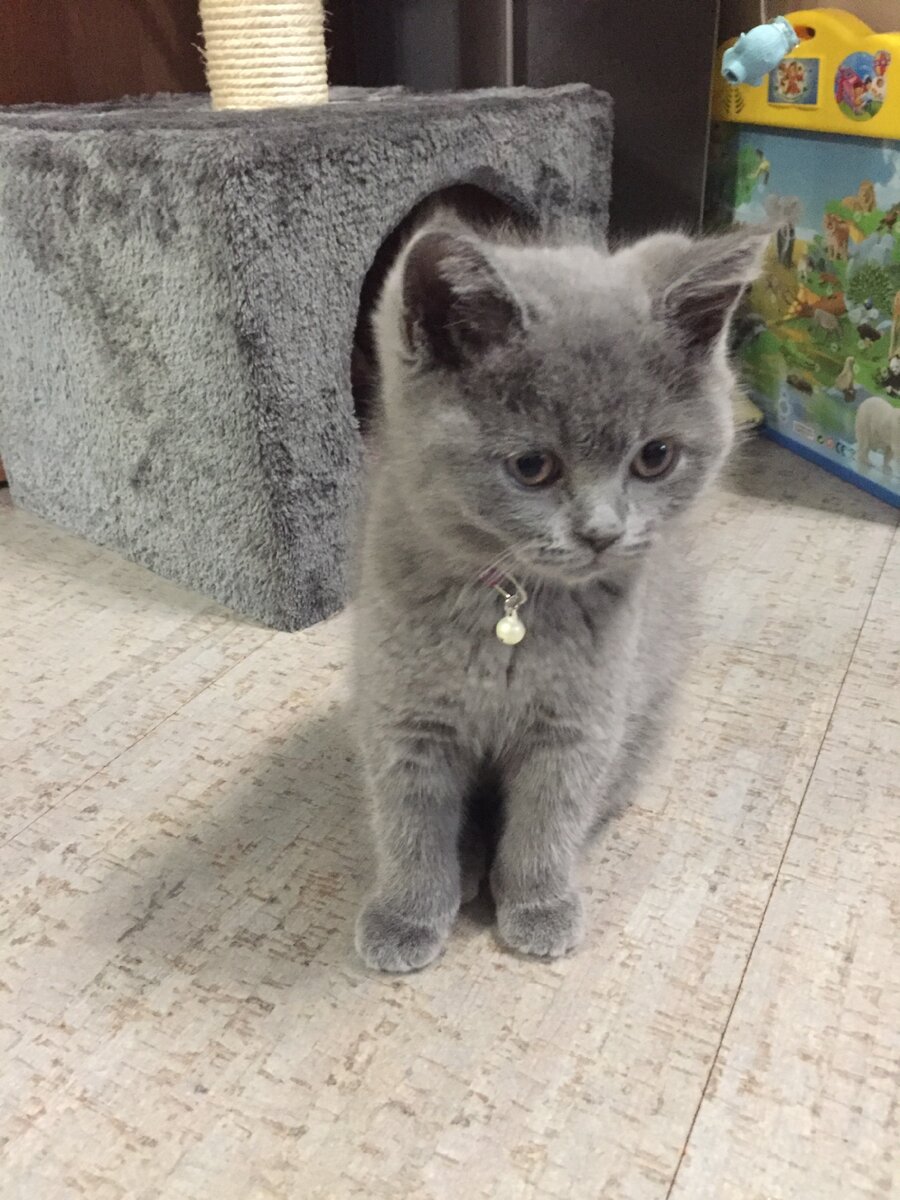 Касперу около 2х мес.