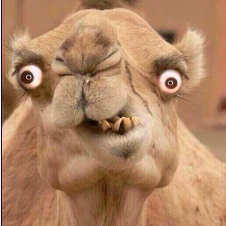 Сухар же наш!?