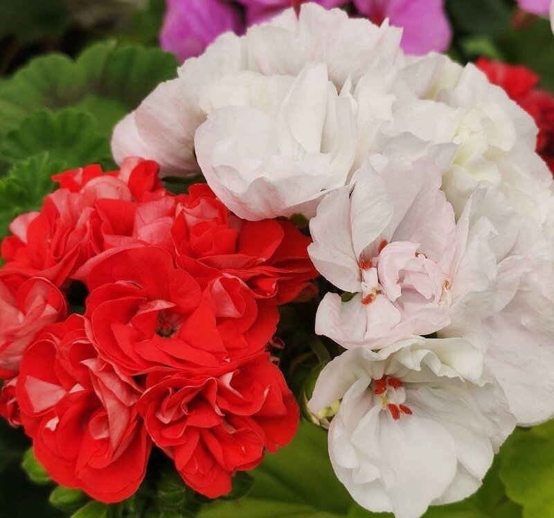 Фото https://www.instagram.com/p/CJvBOpin2V5/