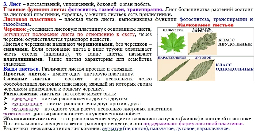 Функции жилок листа. Функции листовой пластинки. Функции органов листа. Жилки листа выполняют функции.