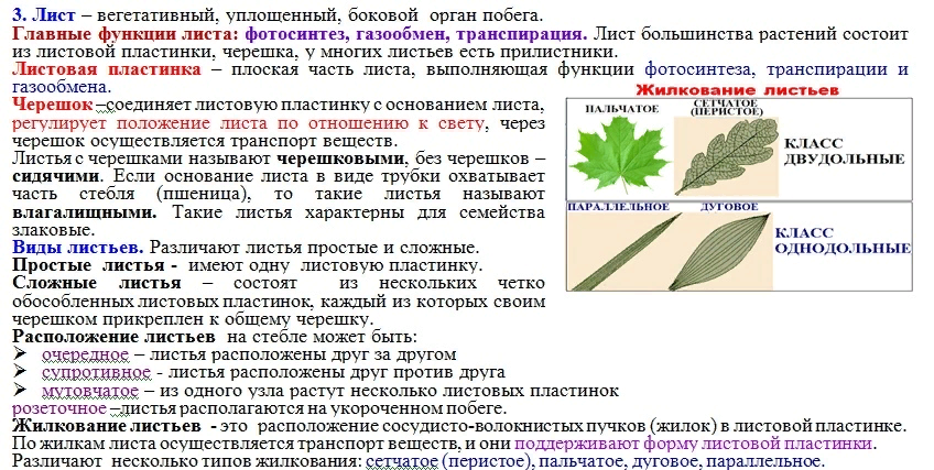 Лист это орган. Функции жилок листа. Функции листовой пластинки. Функции органов листа. Жилки листа выполняют функции.