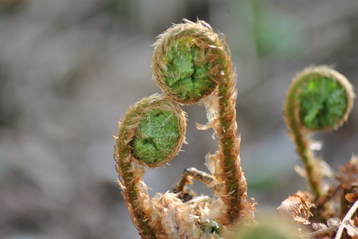 Папоротник разворачивает свои листики.