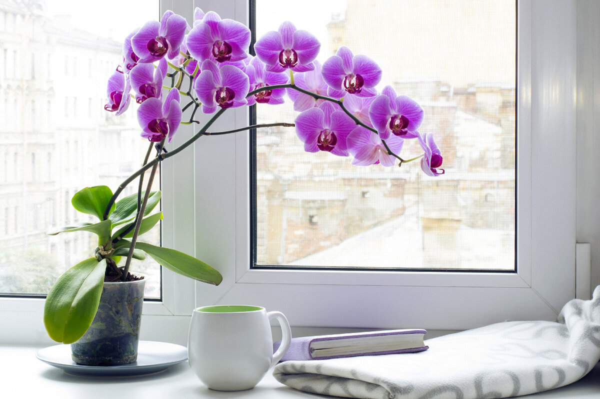 Комнатные цветы: фото и названия роскошных растений, которые могут поселиться дома