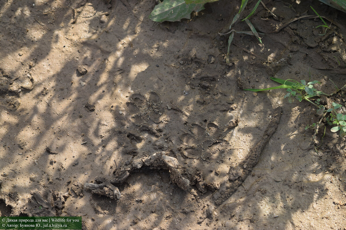 Следы выдры по "черной тропе"