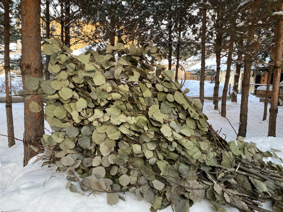 Ветки Осины, фото из личного архива 