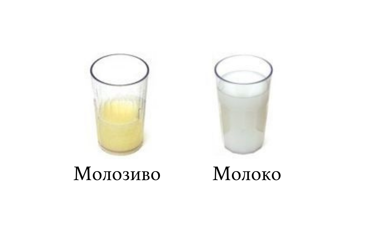 Может ли молозиво. Переходное молоко