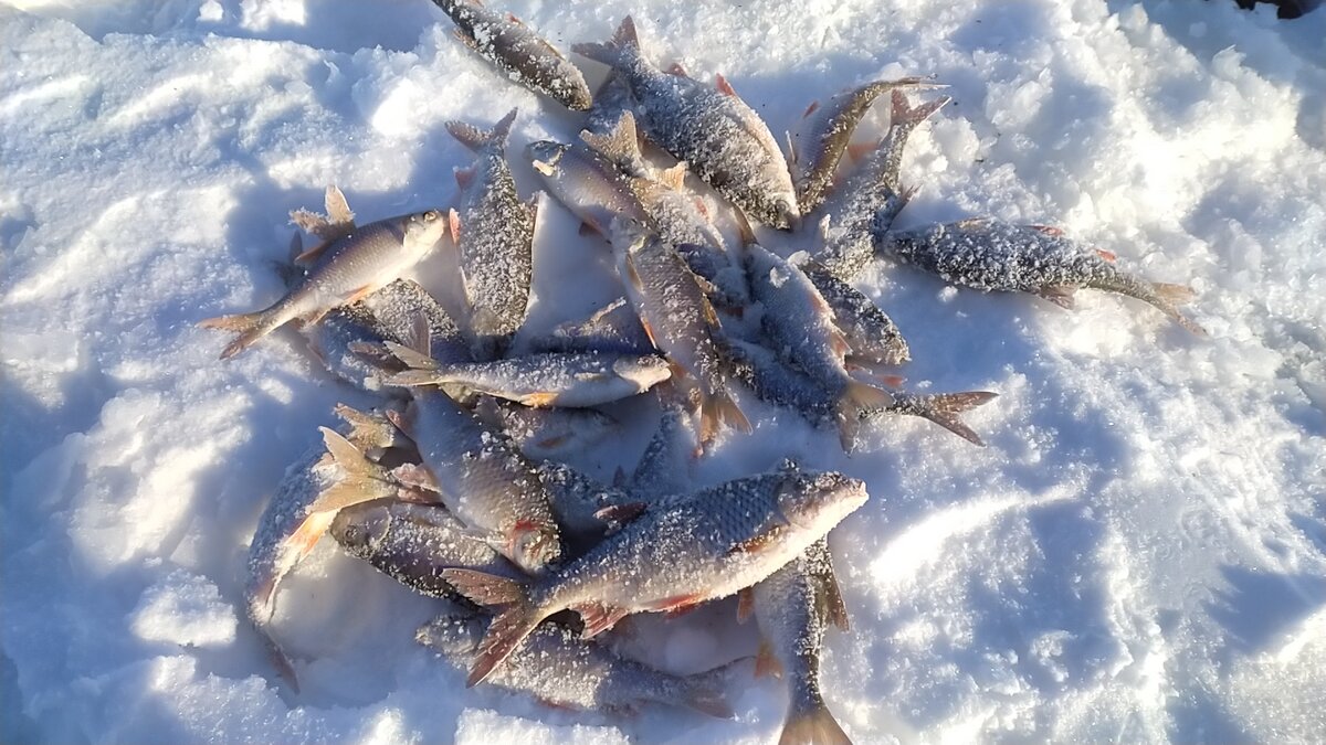 Плотва зимой
