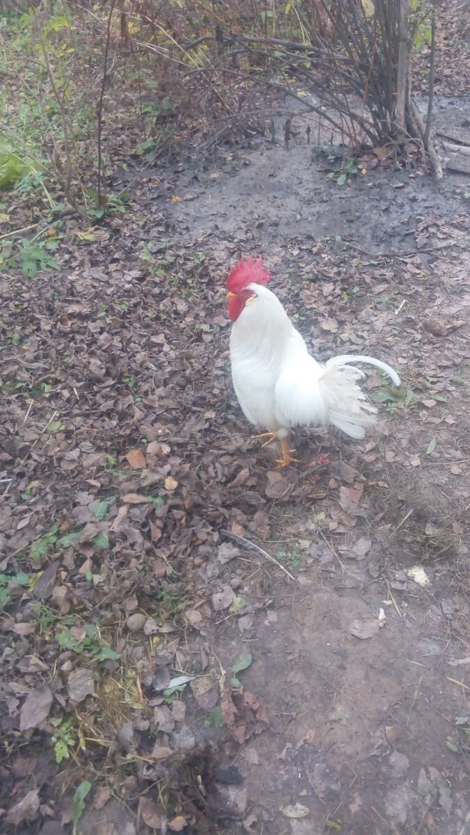 Петька на страже