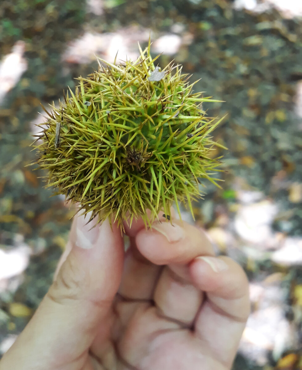 Вот такие ёжики. Но если окончательно созреют, то колючая шкурка раскроется и каштанчик вывалится.