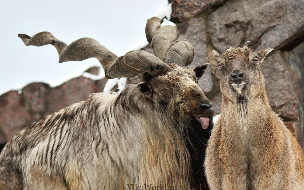 Козлиная любовь