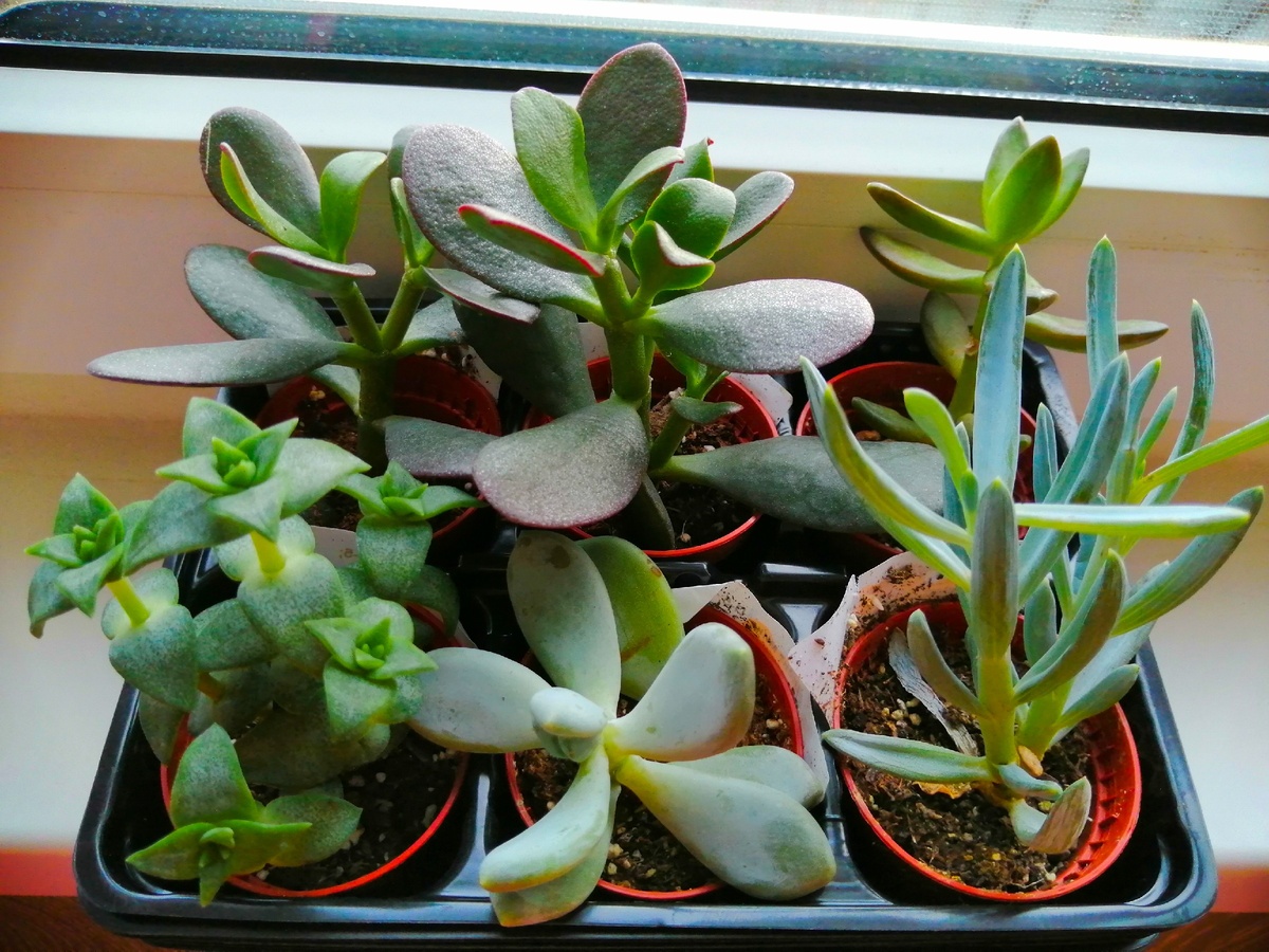 Суккуленты, купленные в Краснодаре на распродаже в Кастораме по 100 рублей. 