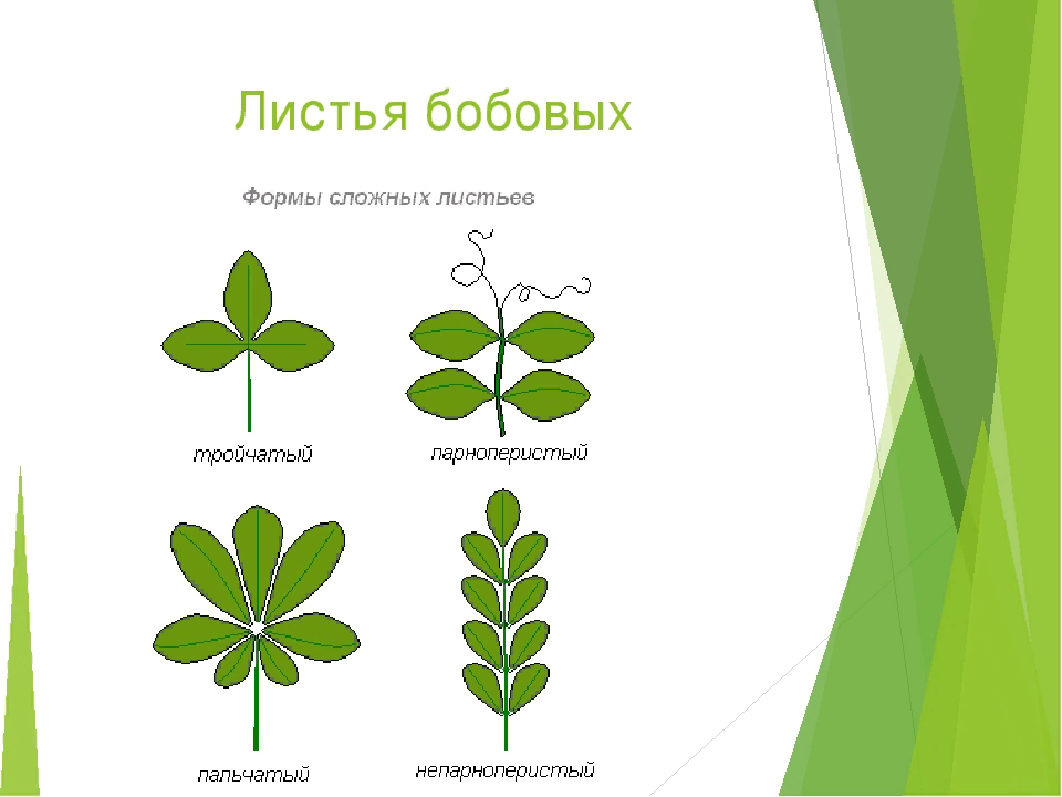 Форма боба. Жилкование листьев семейства бобовых. Семейство Мотыльковые бобовые листья. Бобовые жилкование листа. Бобовые Тип листа.