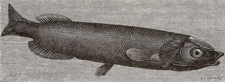 Талисман – это морская рыбка семейства гладкоголовых (лат. аlepocephalidae). Водится она в водах Атлантического океана.