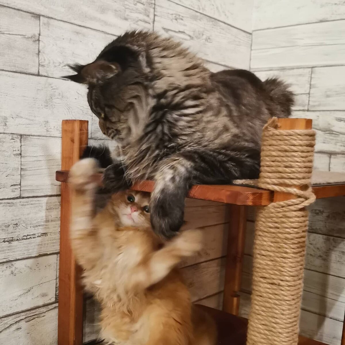 Чепушила выгоняет Джоника с насиженного места