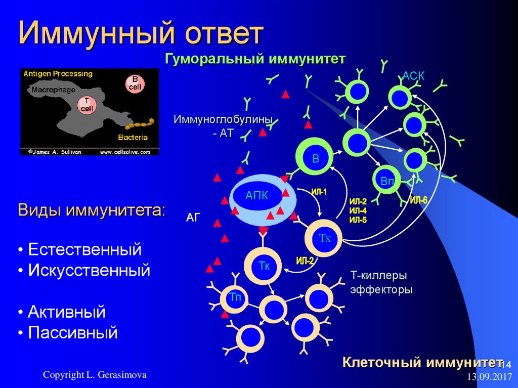 Иммунный ответ человека