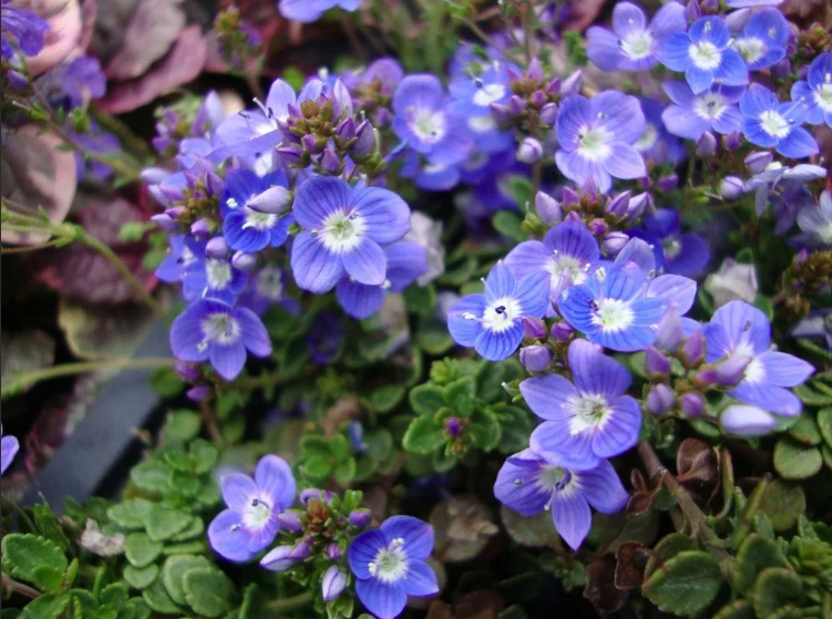 Вероника ливанская (Veronica liwanensis)