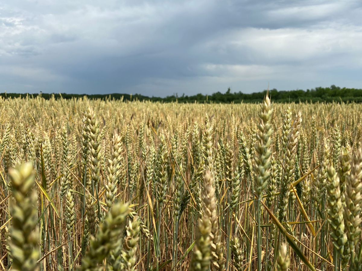 Солнце сменяется дождем, а потом снова греет солнце.