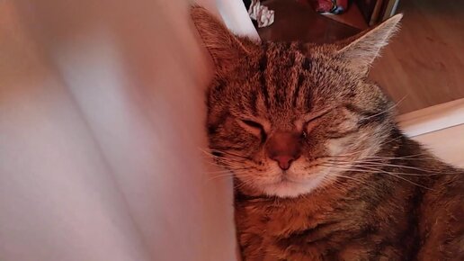 Прикольный кот спит, храпит, сопит, кряхтит и стонет во сне. Забавные  животные | Sedoy Ded | Дзен