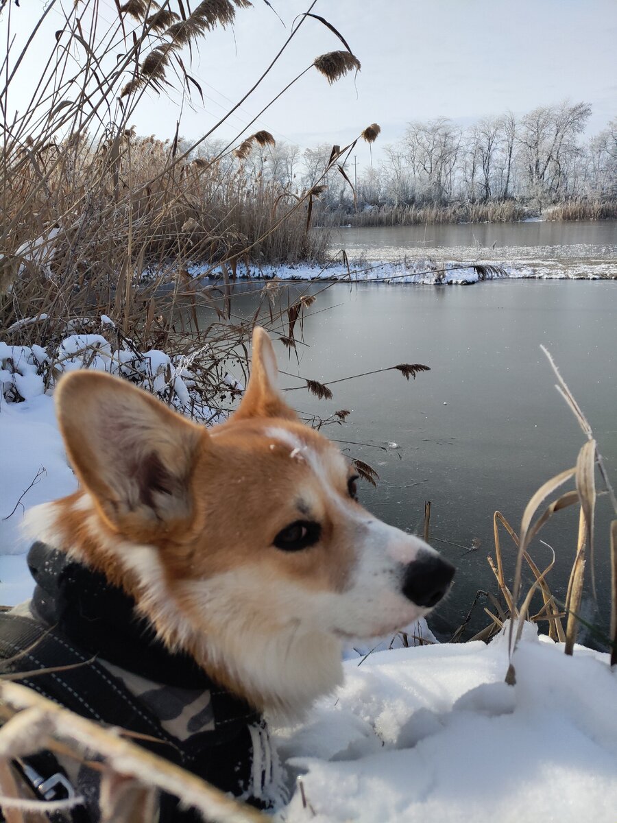 Зачем валяться на кровати, если можно поваляться на снегу 